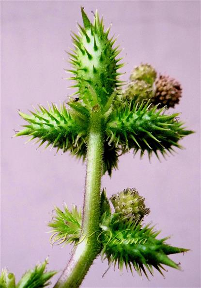  Burr containg 2 cypselae